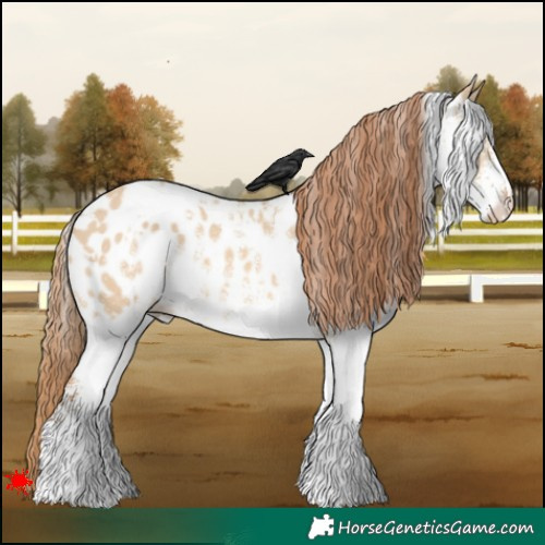 Horse Color:White Spotted Red Dun Appaloosa 