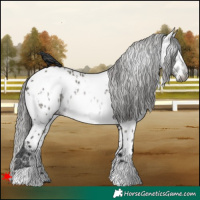 Horse Color:Gray White Spotted Grullo Appaloosa 