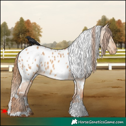 Horse Color:White Spotted Red Dun Appaloosa 