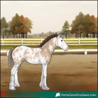 Horse Color:White Spotted Bay Dun Splash Blanket 