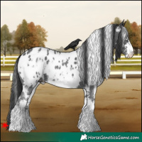 Horse Color:White Spotted Black Sabino Appaloosa 