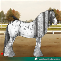 Horse Color:White Spotted Black Sabino Near Leopard 