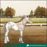 Horse Color:White Spotted Grullo Pearl Rabicano 