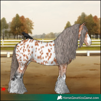 Horse Color:Bay Near Leopard 