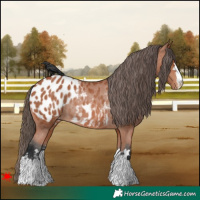 Horse Color:Bay Appaloosa Rabicano 