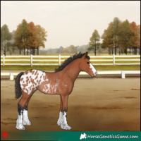 Horse Color:Bay Appaloosa Rabicano 