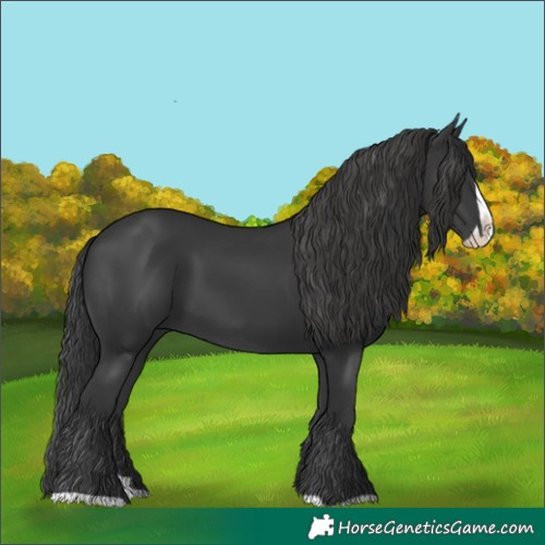 Horse Color:Black Splash 