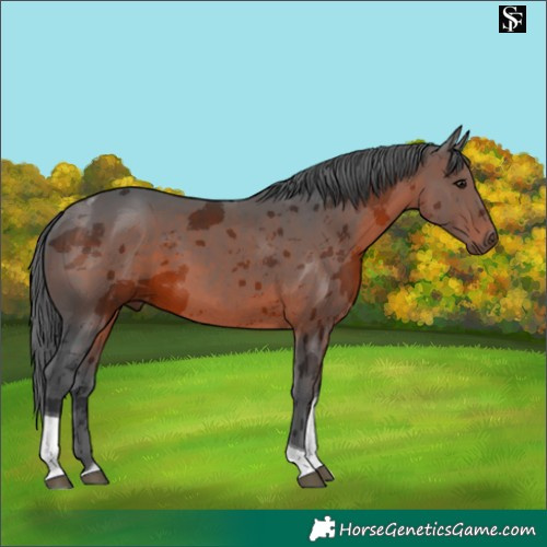Horse Color:Brown Merle Tobiano 