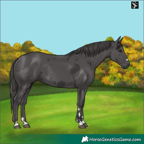 Horse Color:Smoky Black Merle 