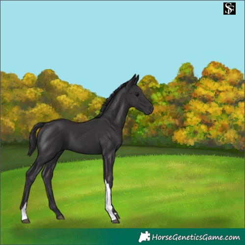 Horse Color:Smoky Black Tobiano 