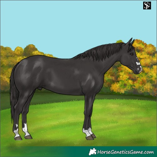 Horse Color:Smoky Black