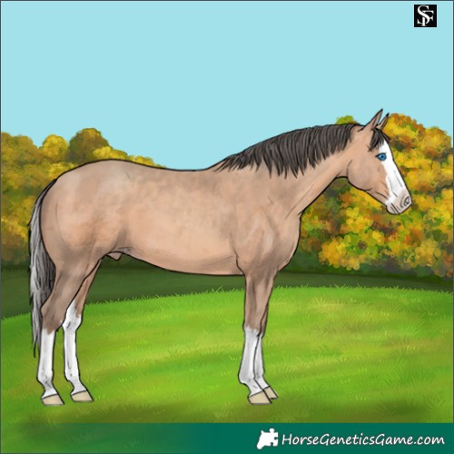 Horse Color:Amber Champagne Merle Splash 
