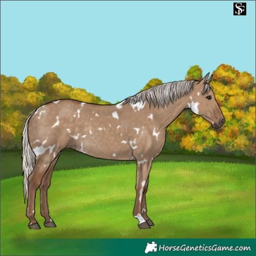 Horse Color:White Spotted Silver Grullo Rabicano 