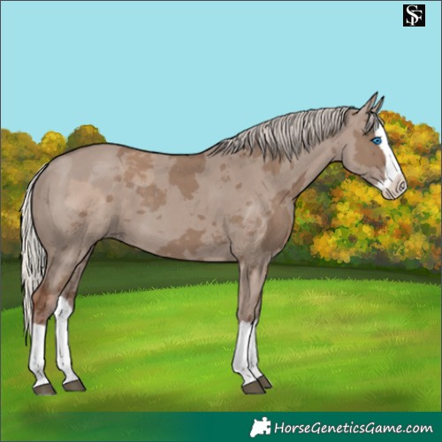 Horse Color:Silver Grullo Merle Splash 