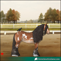 Horse Color:White Spotted Bay 