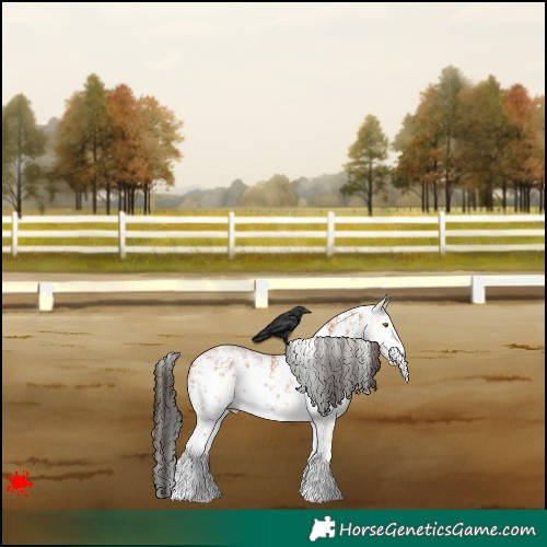 Horse Color:White Spotted Bay Sabino 