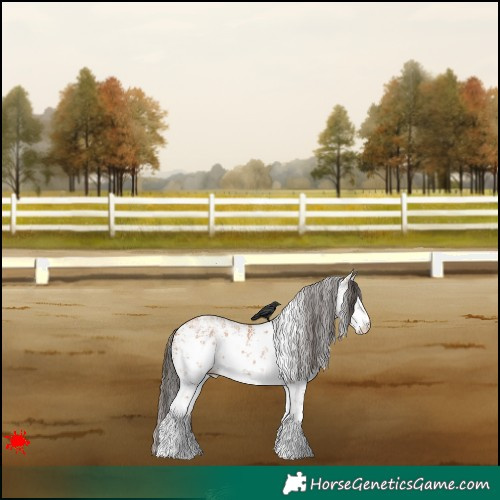 Horse Color:White Spotted Bay Sabino 
