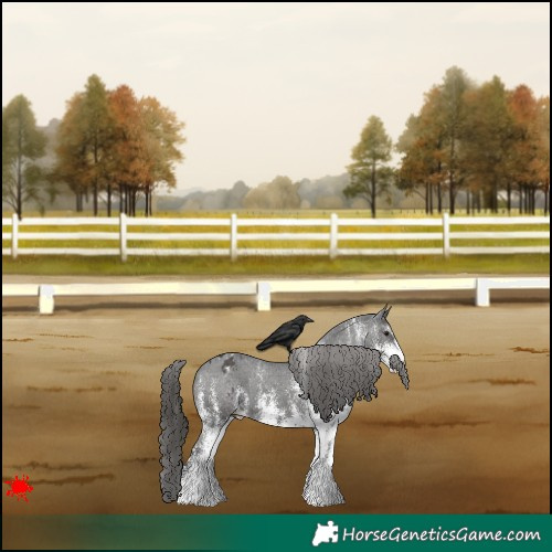 Horse Color:White Spotted Black Appaloosa 