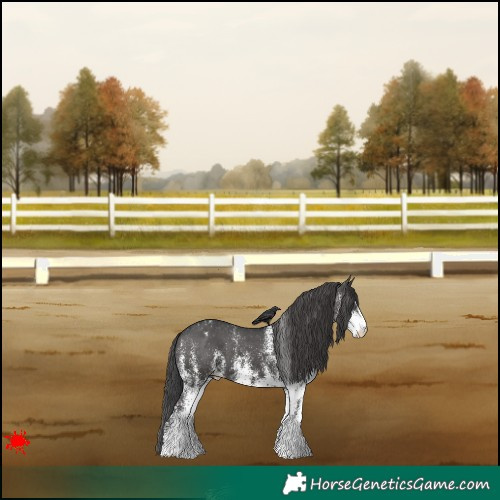 Horse Color:White Spotted Black Appaloosa 