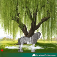 Horse Color:White Spotted Black Appaloosa 