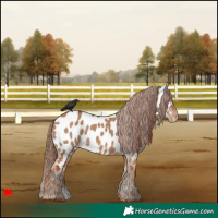 Horse Color:Red Dun Near Leopard 