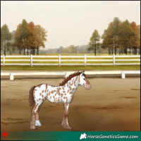 Horse Color:Red Dun Appaloosa 