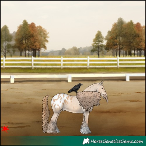 Horse Color:Red Dun Appaloosa 