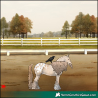 Horse Color:Red Dun Appaloosa