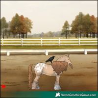 Horse Color:Red Dun Appaloosa