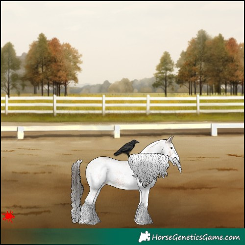 Horse Color:White Spotted Bay 