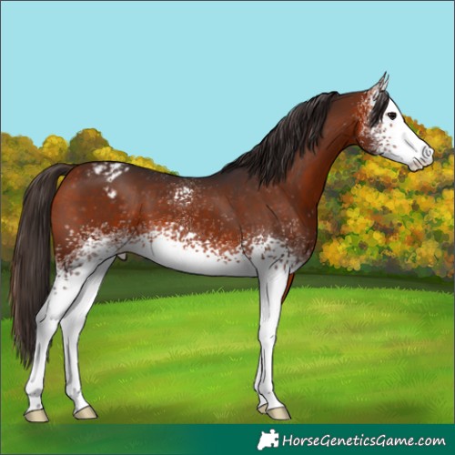 Horse Color:White Spotted Bay Appaloosa