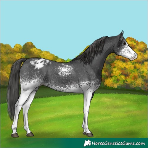 Horse Color:White Spotted Black Varnish