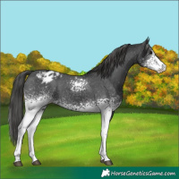 Horse Color:White Spotted Black Varnish 