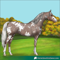 Horse Color:White Spotted Silver Black Varnish