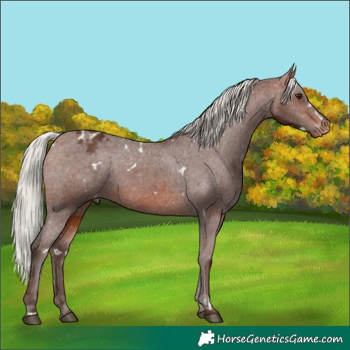 Horse Color:White Spotted Silver Brown Appaloosa 