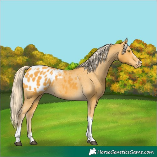 Horse Color:Palomino Tobiano Appaloosa Rabicano 