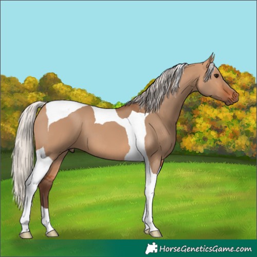 Horse Color:Silver Bay Dun Tobiano 