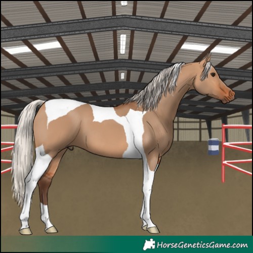 Horse Color:Silver Bay Dun Tobiano 