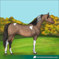 Horse Color:Brown Dun Tobiano 