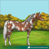 Horse Color:White Spotted Silver Brown Rabicano 