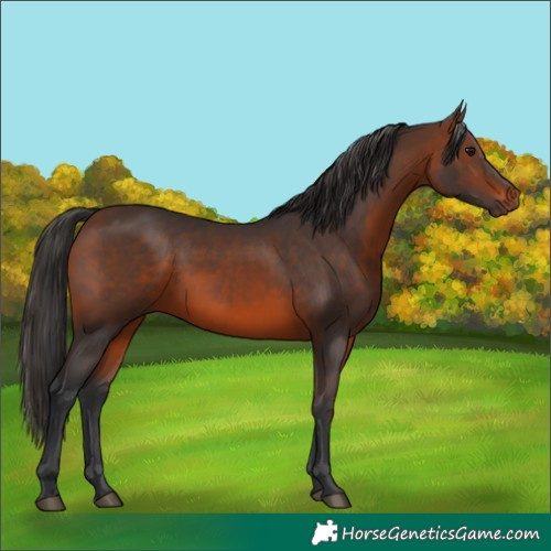 Horse Color:Brown 