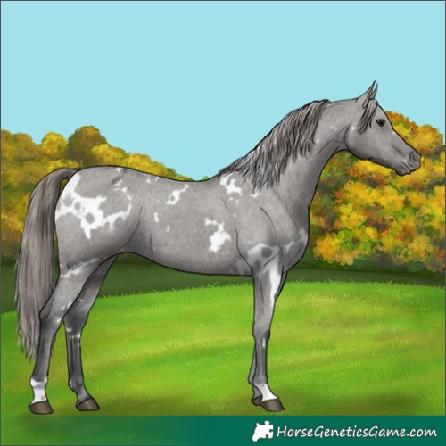 Horse Color:White Spotted Grullo Appaloosa 