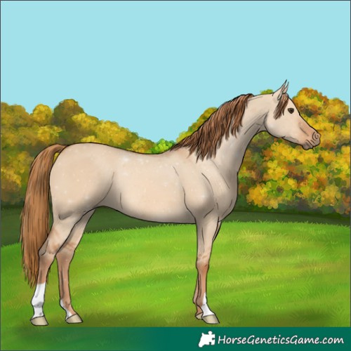 Horse Color:Red Dun 