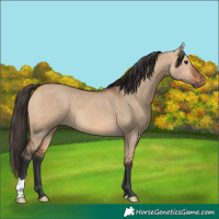 Horse Color:Bay Dun 