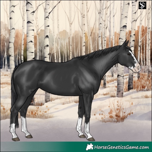 Horse Color:Black Splash 