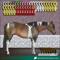 Horse Color:Brown Tobiano 