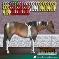 Horse Color:Brown Tobiano 