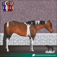 Horse Color:Brown Tobiano 
