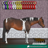 Horse Color:Brown Tobiano