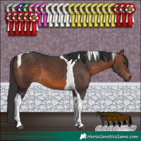 Horse Color:Brown Tobiano